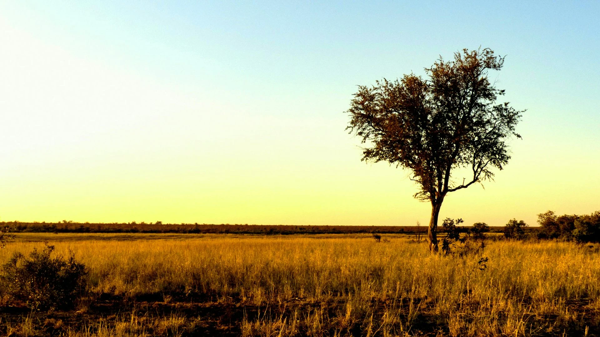 Planting trees in the wrong places is not a climate solution