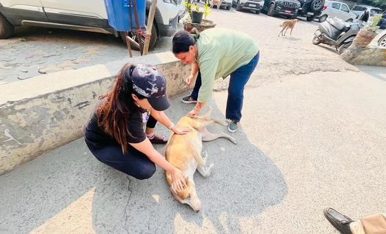 Chile se convierte en el primer país de América del Sur en eliminar la rabia transmitida por perros