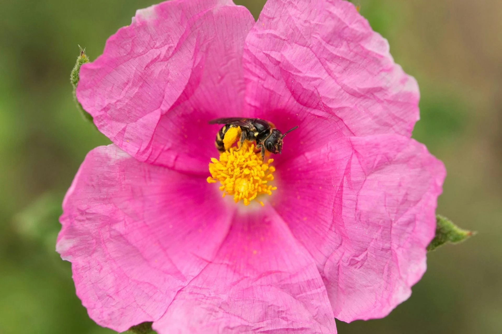 Doñana, el refugio exquisito de un tercio de las abejas conocidas en España